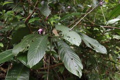 Diotacanthus grandis